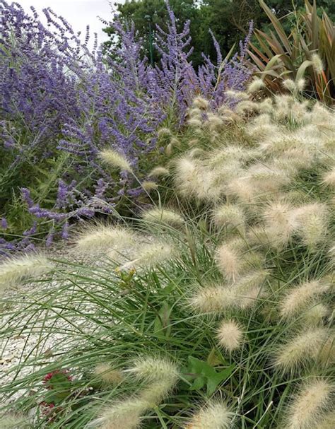 Pennisetum Villosum Herbe Aux écouvillons Plantes Et Cie