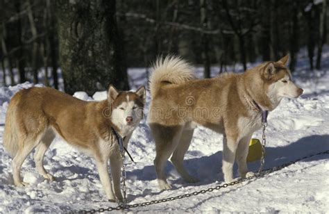 Siberian Husky Dogs Standing On Snow Stock Photo Image Of Sledding