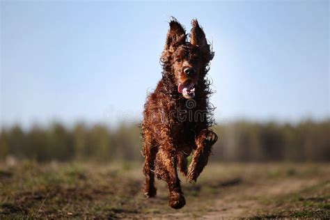 Hunting Irish Setter Dog Running On Field Stock Image Image Of Friend