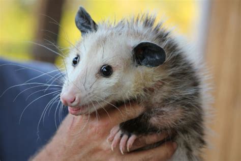 Virginia Opossum Facts Pictures Video And Information The Only