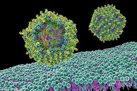 Lipid Nanoparticle Mrna Vaccine Photograph By Kateryna Kon Science Photo Library Pixels