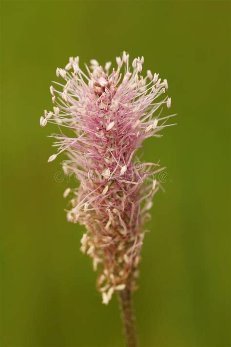 Close Up Of The Pink Colored Blossoming Of The Hoary Plantain Plantago