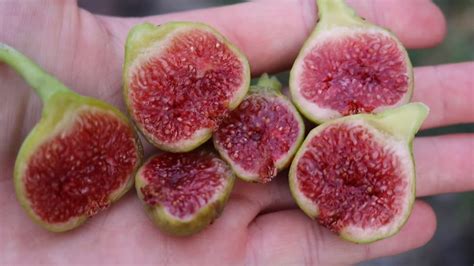 My Best Tasting Varieties Of Figs