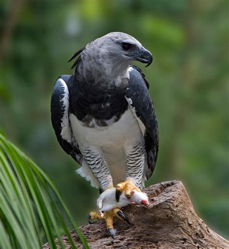 Amazon Rainforests Animals The Harpy Eagle ~ Amazon Rainforest Animals