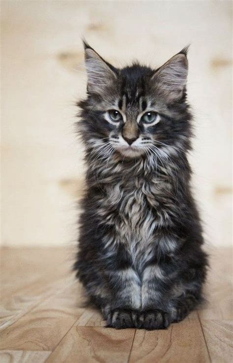 Maine Coon Cats The Giant Domestic Cat Breed With A
