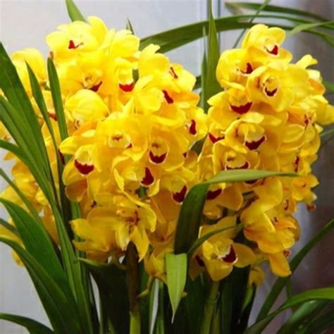 Orquídea Cymbidium Como Cuidar Conheça Os Cuidados Tc