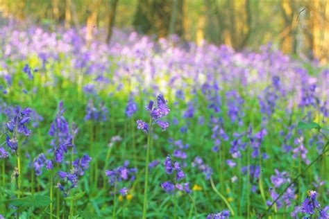Bluebells At Pamphill Wimborne Bournemouth Andy Flickr