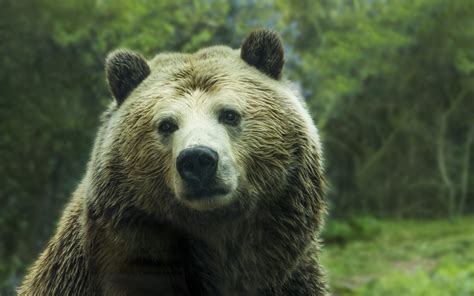 Anime has been gaining popularity recently and people are so obsessed with those heroic characters that they cannot even bear a word against them. Brown Bear Wallpaper 4K 5K | HD Wallpaper Background
