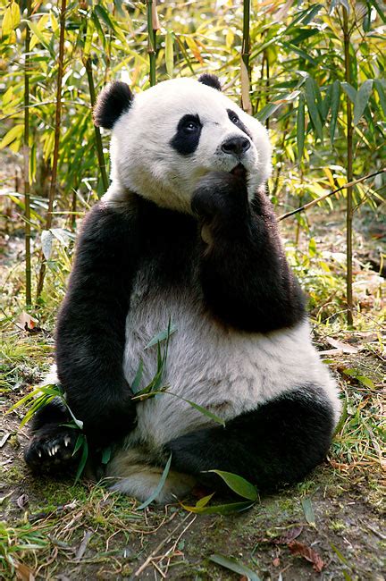Giant Panda Cub Sitting In Bamboo Forest Looking Up Kimballstock