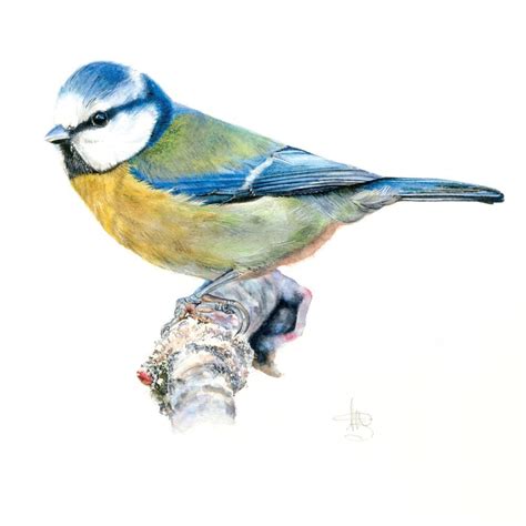 Beautiful Blue Tit Bird Limited Edition Giclee Water Colour Wildlife Print