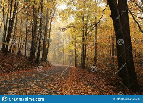 Trail Through An Autumn Forest In Foggy Weather Stock Photo Image Of