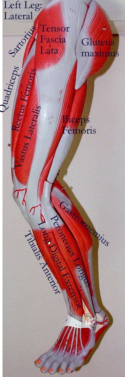 Labeled Muscles Of Lower Leg Yahoo Search Results Medical Anatomy