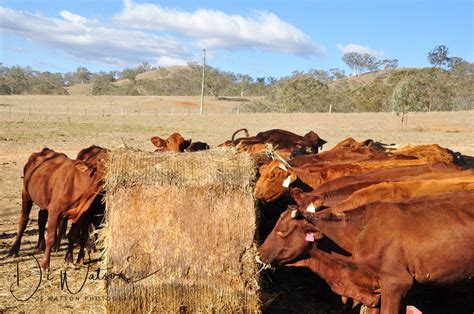Drought Affected Aussie Farmers Santrev