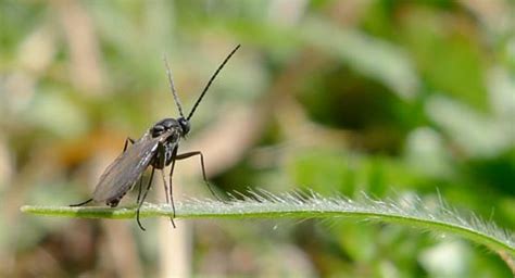 Read on to learn more about them and how to stop an infestation. Fungus Gnats - Salisbury Greenhouse