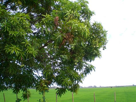 This will prevent mangobaum from sending you messages, friend request or from viewing your profile. Mangobaum Foto & Bild | landschaft, natur Bilder auf ...