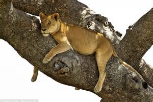 Lions Sleep 20ft Up As A Tree To Find Shade In Serengeti