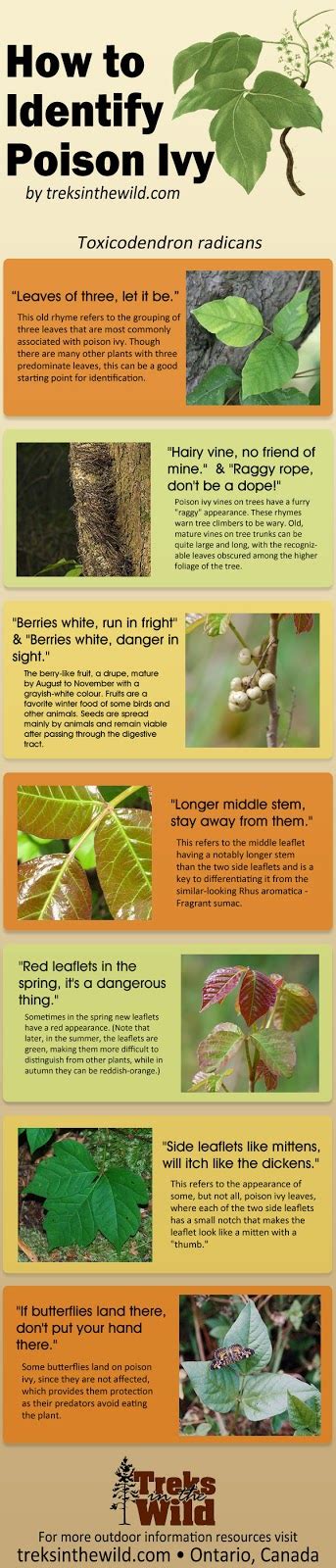 Identifying Poison Ivy Plant