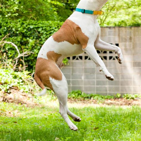 Learn how to train your dog to stop counter surfing with these tips from american kennel club dog training experts. Training tips to keep your dog from jumping. (With images ...