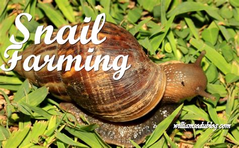 Snail Farming Mind Blowing Facts Steps On How To Start A Snail