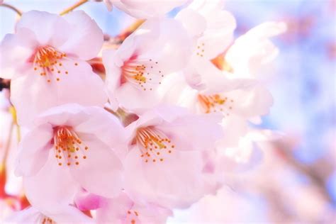Spot The Differences The Five Main Varieties Of Sakura Matcha Japan Travel Web Magazine