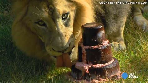 Lion Licks Up Meaty Birthday Cake
