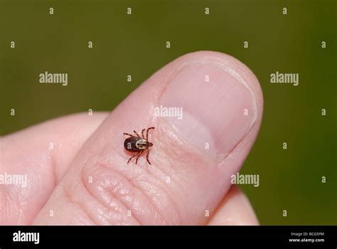Female American Dog Tick Dermacentor Variabilis Also Known As The