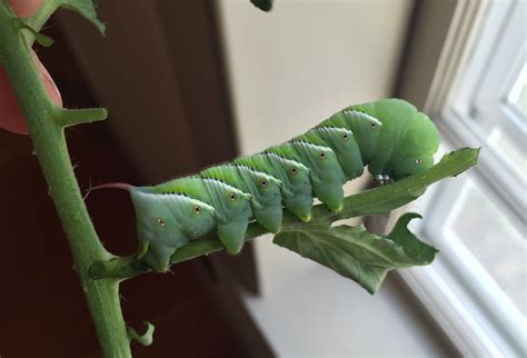 Season the tomato rounds with salt and pepper to taste, then coat with cornmeal on both sides. Pests in the Garden: Tomato Hornworms - ifarm LLC