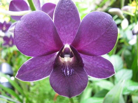 Bulk wedding flowers yellow flowers orchid flowers dendrobium orchids flower garden design all orange wedding flowers ranunculus all the colors orchids glass vase wedding planning delicate bulk dendrobium orchids pink lavender. Pin on Purple and lavender Flowers