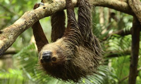 Why Are Sloths Slow And Six Other Sloth Facts Stories Wwf