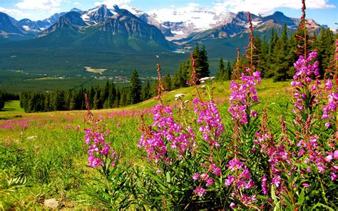 Mountain Landscape Splendid Purple Mountain Flowers Mountains With Pine