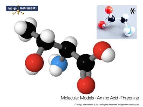 20 Amino Acids Molecular Model Kit Molymod Hybrid Style