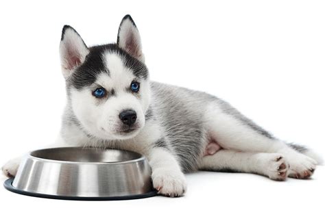 The top 10 best dog foods for siberian huskies. Top 12 Best Puppy Food For Huskies Reviewed In 2020 ...