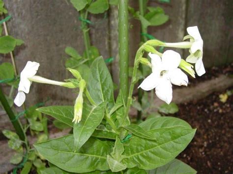 Plantfiles Pictures Flowering Tobacco Jasmine Tobacco Ornamental