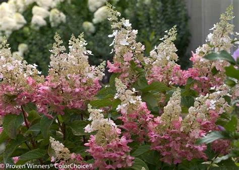Yes, perennials should flower every year. Fun in the Sun: Best Hydrangeas to Grow in Full Sun | Espoma