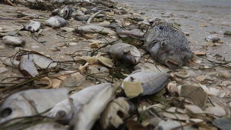 Why Are Dead Sea Animals Washing Up On Florida Beaches