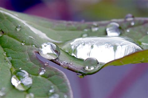 Raindrops 02 Free Photo Download Freeimages