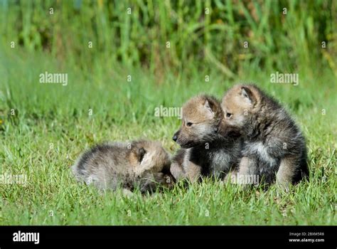 Arctic Wolf Puppies Stock Photo Alamy