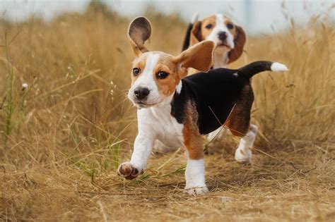 Tout Savoir Sur Le Beagle
