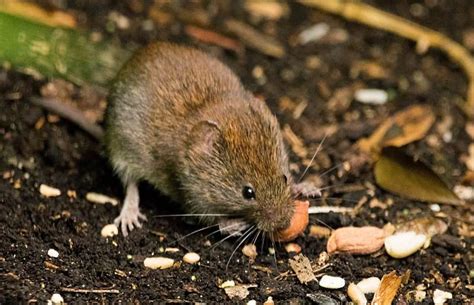 They normally cause infection in rodents, but do not cause disease in them. Übertragung durch Mäuse: Hantavirus breitet sich in ...