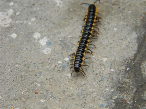 Poisonous centipede with tentacles and antennas being of wildlife in flat style. 5118443240_6e11fa1021_z.jpg