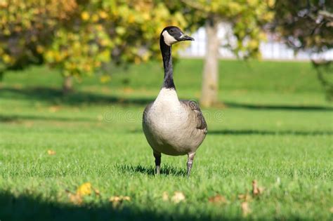 Canada Goose Standing On Grass Field Stock Photo Image Of Waterbird