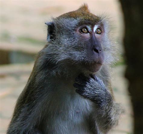 Melaka botanical garden ayer keroh melaka. botanical garden Melaka - the monkeys | Jean Paul Peters ...