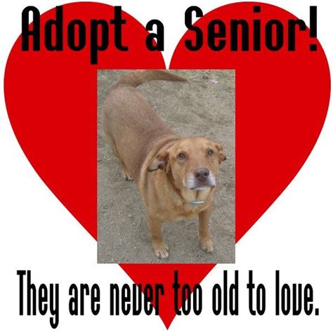 Adopt A Senior Pet Older Animals Are Calm Laid Back And Loving