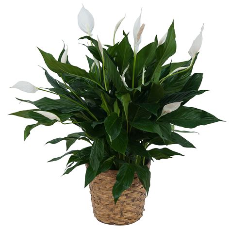 Peace Lily Plant In Basket In Bergenfield Nj Brodericks Flowers