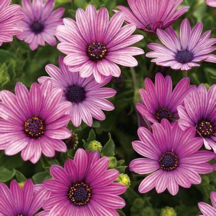 Check spelling or type a new query. zone 9 perennials | Purple plants, Purple flowers, Annual ...