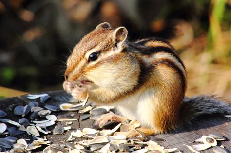 Do Hawks Eat Chipmunks? An Uncommon Diet Addition