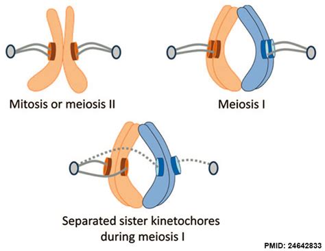 Filemeiosis Sister Kinetochore Geometry Embryology