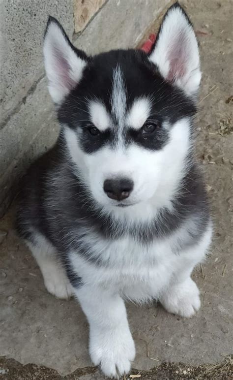 These are some of the pics of siberian husky pups i took over the last year or so Ole-Lukoye | Purebred, healthy Siberian Husky puppy for sale | NewDoggy.com