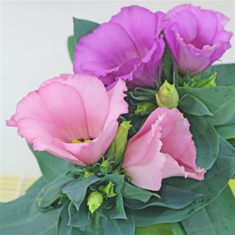 Field guides are often useless for garden flower identification since. Plant identification blue and purple flowers