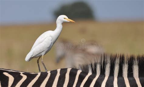 Cattle Egret On Zebra Stock Photo Image Of Safari Zebra 32786056